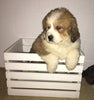 Bernese Mountain Dog Mix For Sale Brinkhaven, OH Male- Russel