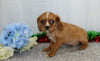 AKC Registered Cavalier King Charles Spaniel For Sale Wooster, OH Male- Rusty