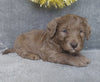 Mini Labradoodle For Sale Millersburg, OH Male- Stocking