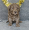 Mini Labradoodle For Sale Millersburg, OH Male- Stocking