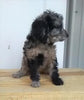 F1B Cavapoo For Sale Sugarcreek, OH Female- Sadie