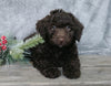 Medium F1B Labradoodle For Sale Millersburg, OH Female- Sally