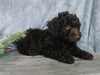 Medium F1B Labradoodle For Sale Millersburg, OH Female- Sally