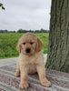 AKC Registered Golden Retriever For Sale Wooster, OH Male- Sam