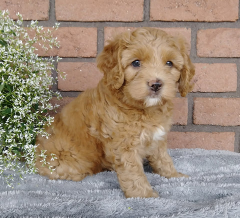 F1B Mini Labradoodle For Sale Millersburg, OH Female- Samantha