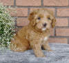 F1B Mini Labradoodle For Sale Millersburg, OH Female- Samantha