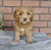 F1B Mini Labradoodle For Sale Millersburg, OH Female- Samantha