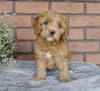 F1B Mini Labradoodle For Sale Millersburg, OH Female- Samantha