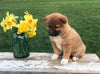 AKC Registered Shiba Inu For Sale Dundee, OH Male- Sammy