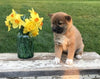 AKC Registered Shiba Inu For Sale Dundee, OH Male- Sammy
