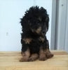 F1B Cavapoo For Sale Sugarcreek, OH Male- Sammy