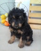 F1B Cavapoo For Sale Sugarcreek, OH Male- Sammy