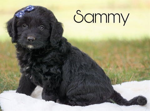 Mini Goldendoodle For Sale Sugarcreek, OH Male - Sammy