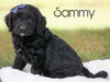 Mini Goldendoodle For Sale Sugarcreek, OH Male - Sammy