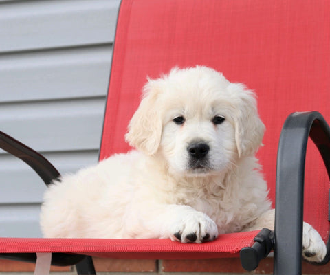 English Cream Golden Retriever For Sale Fredericksburg, OH Male- Santana