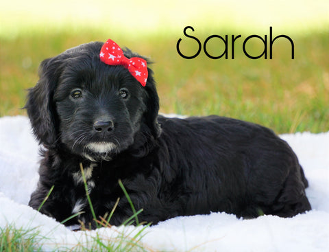 Mini Goldendoodle For Sale Sugarcreek, OH Female - Sarah