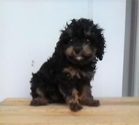 F1B Cavapoo For Sale Sugarcreek, OH Female- Sasha