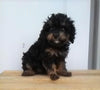 F1B Cavapoo For Sale Sugarcreek, OH Female- Sasha