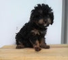 F1B Cavapoo For Sale Sugarcreek, OH Female- Sasha