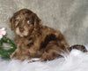 Mini Labradoodle For Sale Millersburg, OH Female- Sasha