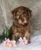 Mini Labradoodle For Sale Millersburg, OH Female- Sasha
