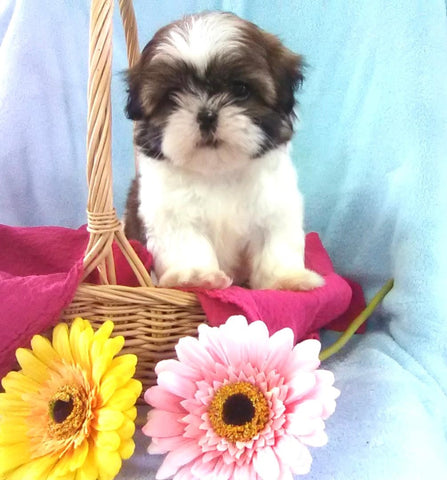 Shih Tzu For Sale Warsaw, OH Female- Sasha