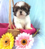 Shih Tzu For Sale Warsaw, OH Female- Sasha