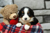 AKC Registered Bernese Mountain Dog For Sale Brinkhaven, OH Female- Savannah