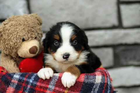 AKC Registered Bernese Mountain Dog For Sale Brinkhaven, OH Female- Savannah