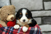 AKC Registered Bernese Mountain Dog For Sale Brinkhaven, OH Female- Savannah