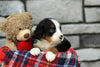 AKC Registered Bernese Mountain Dog For Sale Brinkhaven, OH Female- Savannah