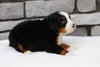 AKC Registered Bernese Mountain Dog For Sale Brinkhaven, OH Female- Savannah