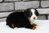 AKC Registered Bernese Mountain Dog For Sale Brinkhaven, OH Female- Savannah