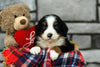 AKC Registered Bernese Mountain Dog For Sale Brinkhaven, OH Female- Savannah