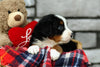 AKC Registered Bernese Mountain Dog For Sale Brinkhaven, OH Female- Savannah