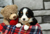 AKC Registered Bernese Mountain Dog For Sale Brinkhaven, OH Female- Savannah