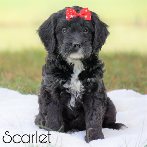 Mini Goldendoodle For Sale Sugarcreek, OH Female - Scarlet