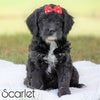 Mini Goldendoodle For Sale Sugarcreek, OH Female - Scarlet