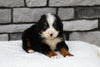 AKC Registered Bernese Mountain Dog For Sale Brinkhaven, OH Male- Scout