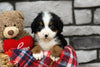 AKC Registered Bernese Mountain Dog For Sale Brinkhaven, OH Male- Scout