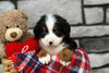 AKC Registered Bernese Mountain Dog For Sale Brinkhaven, OH Male- Scout
