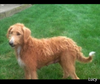 Mini F1B Labradoodle For Sale Millersburg OH Female-Cally