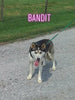 German Shepherd/ Siberian Husky Mix For Sale Millersburg, OH Female- Remy