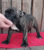 Frenchton Puppy For Sale Wooster OH Male- Dexter