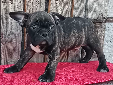 Frenchton Puppy For Sale Wooster OH Male- Dexter