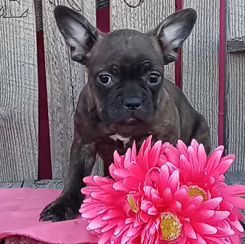 Frenchton Puppy For Sale Wooster OH Female-Whitney