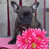 Frenchton Puppy For Sale Wooster OH Female-Whitney
