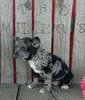 Blue Merle Frenchton For Sale Wooster OH -Female Paisley