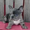Blue Merle Frenchton For Sale Wooster OH -Female Macey