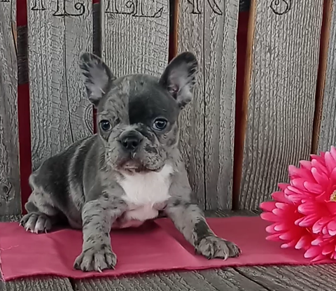 Blue Merle Frenchton For Sale Wooster OH -Female Macey